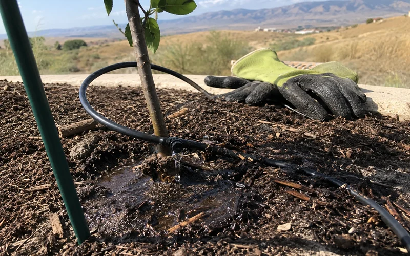 Close-up of a drip emitter releasing water at a plant base with damp soil around it