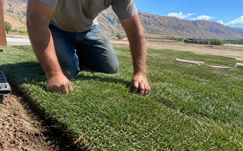 Close-up of a healthy bluegrass sod seam being fitted tightly by hand