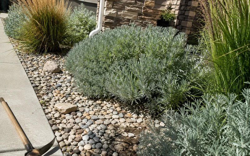Close-up of silver-foliage drought-tolerant shrubs and ornamental grass in a Utah bed