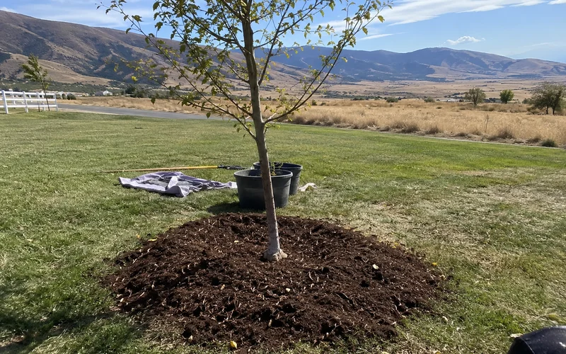 Fresh mulch ring around a newly planted tree with the trunk flare exposed