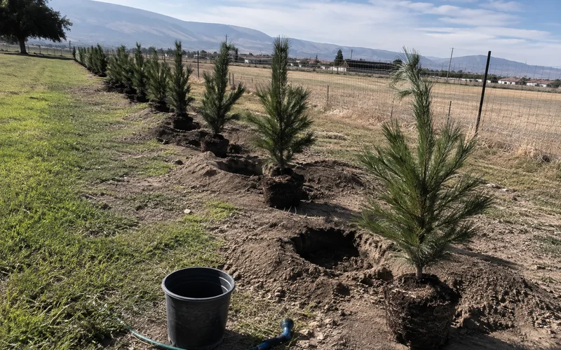 Row of young evergreen trees along a rural Utah property line as a windbreak