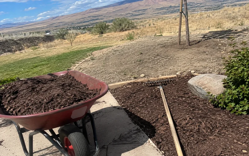 Wheelbarrow of bark mulch beside a partly mulched garden bed