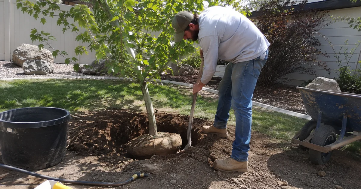 Contractor planting a balled and burlapped tree in a Utah yard in spring