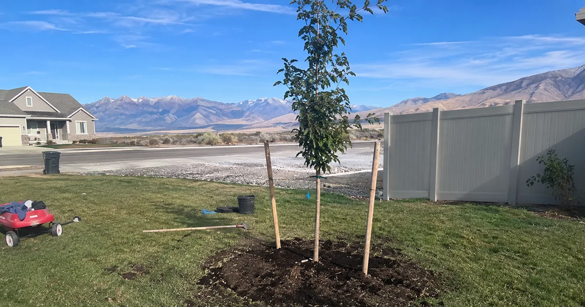 Newly planted shade tree staked in a Utah front yard with mountains in the background