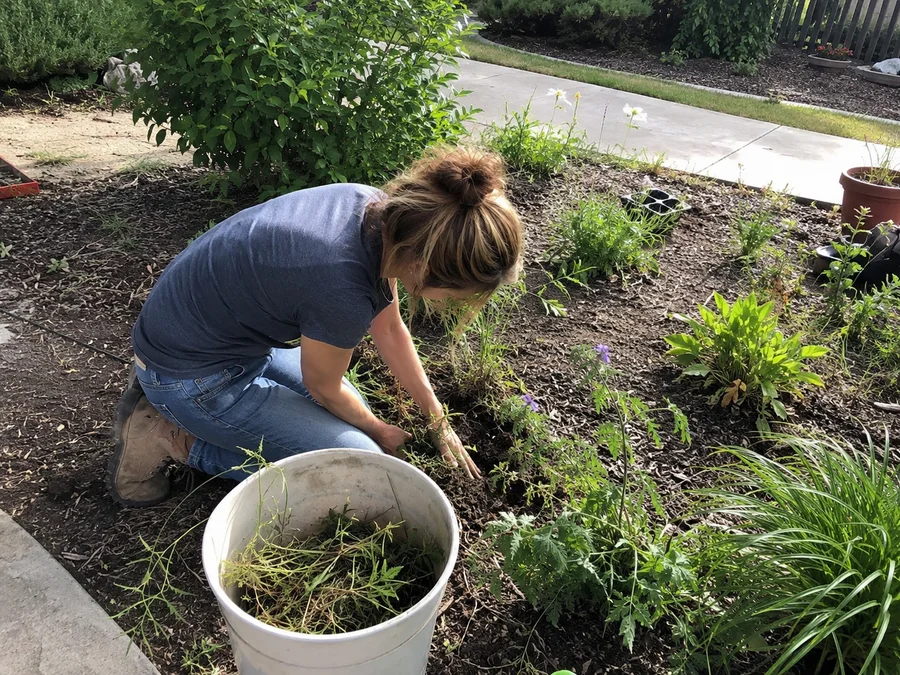 Landscape bed being weeded and tidied by hand in a Utah garden