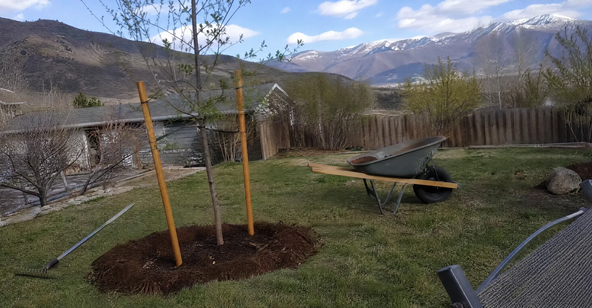 Newly planted shade tree staked in a Utah front yard with a fresh mulch ring