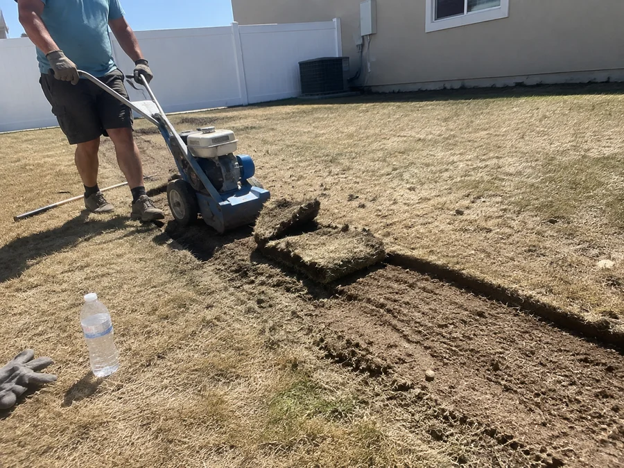Sod cutter lifting strips of old dead turf ahead of a landscape renovation